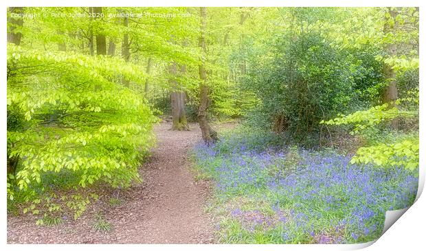 Spring Colours and bluebells in a woodland setting.  Print by Peter Jones
