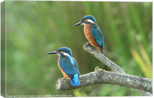 Kingfishers Canvas Print by Dave Burden
