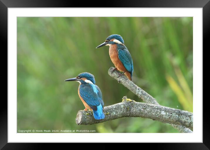 Kingfishers Framed Mounted Print by Dave Burden