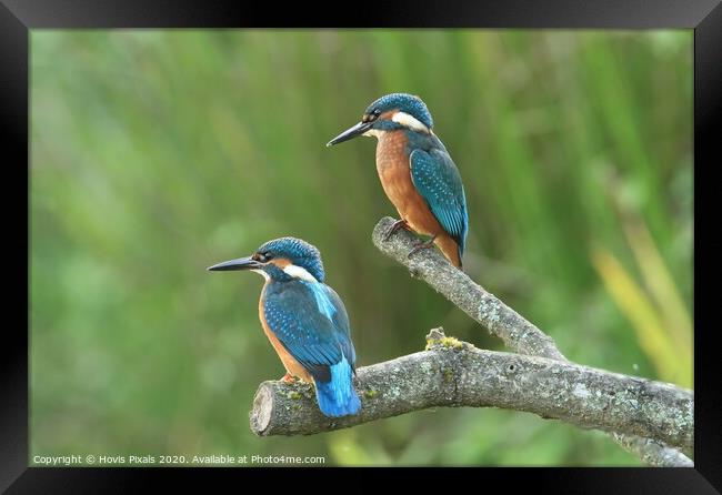 Kingfishers Framed Print by Dave Burden