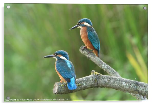 Kingfishers Acrylic by Dave Burden