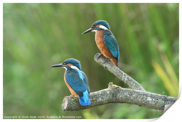 Kingfishers Print by Dave Burden