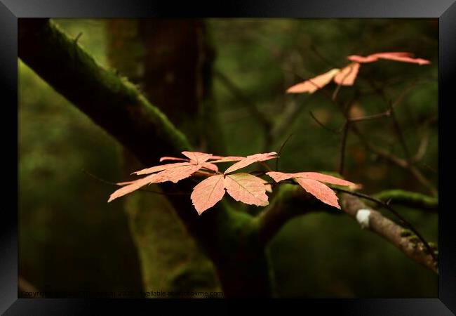  Autumn Fall in Northumberland  Framed Print by David Thompson