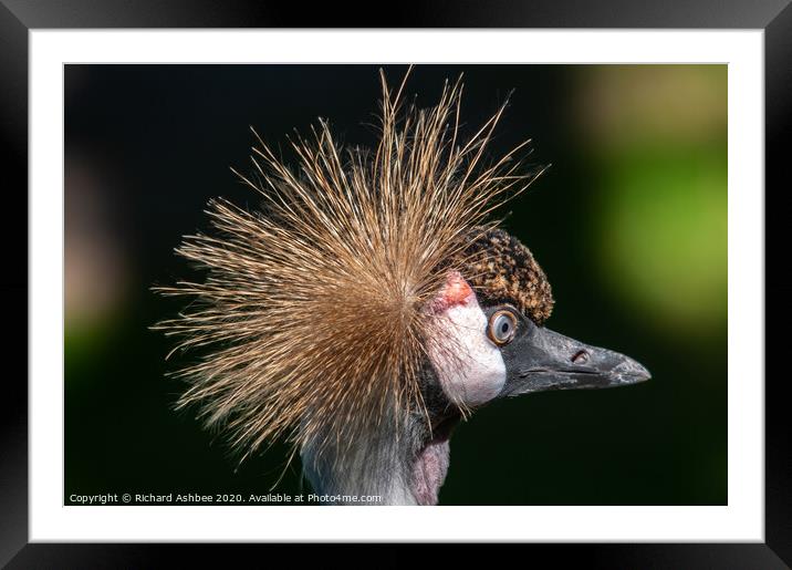 African Grey Crowned Crane Framed Mounted Print by Richard Ashbee
