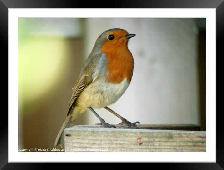 Christmas robin, a garden visitor Framed Mounted Print by Richard Ashbee