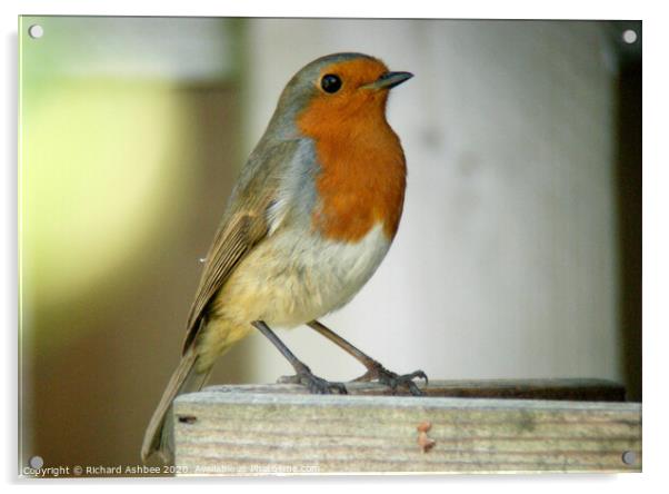 Christmas robin, a garden visitor Acrylic by Richard Ashbee