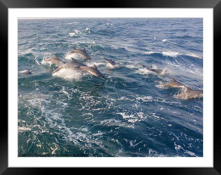 School of Dolphin's  Framed Mounted Print by Jake Bird