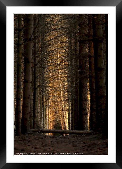 Morpeth Borough Woods Northumberland Framed Mounted Print by David Thompson