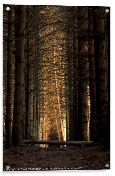 Morpeth Borough Woods Northumberland Acrylic by David Thompson