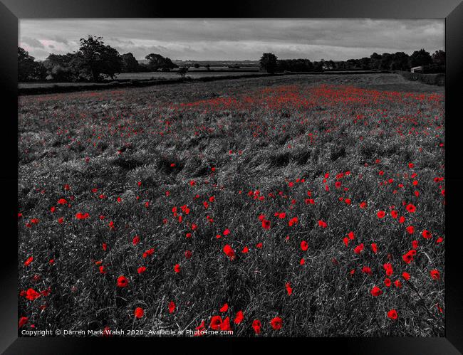 Poppies Framed Print by Darren Mark Walsh