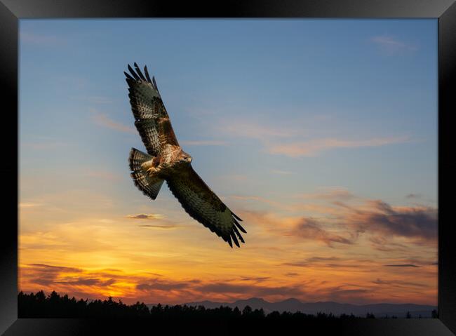 Common Buzzard  at sunset.  Framed Print by Tommy Dickson