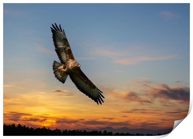Common Buzzard  at sunset.  Print by Tommy Dickson