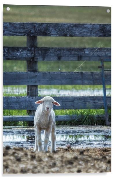 Little Lamb with Big Ears  Acrylic by Belinda Greb