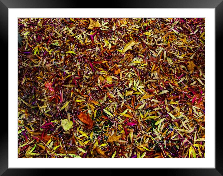 Autumn's Fallen Leaves Framed Mounted Print by Paddy Art