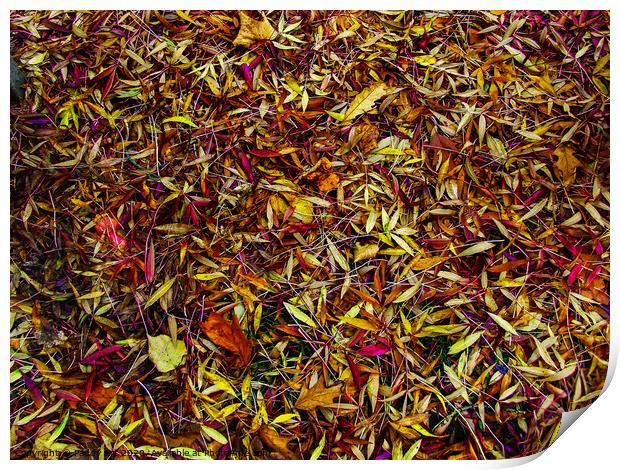 Autumn's Fallen Leaves Print by Paddy Art