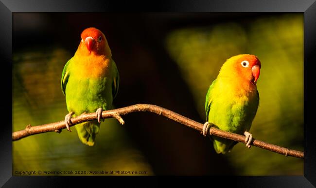 Two Beautiful parrots, Sun Conure on tree branch. Framed Print by Przemek Iciak