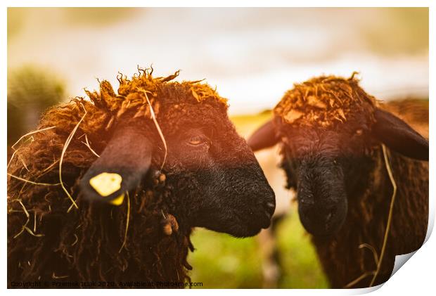 Brown wool , black-faced sheep grazing on a meadow in a herd. Farm with sheep concept Print by Przemek Iciak