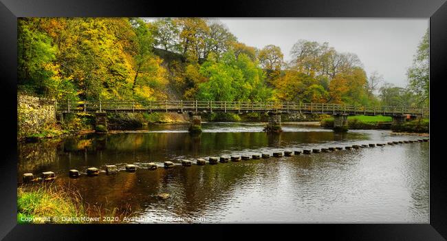 Stepping Stones and bridge Bolton Abbey Framed Print by Diana Mower