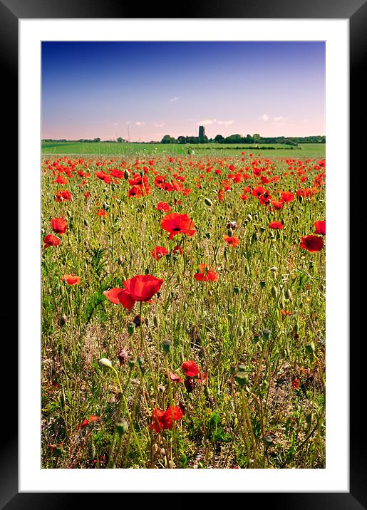 Poppy field in Norfolk Framed Mounted Print by Stephen Mole
