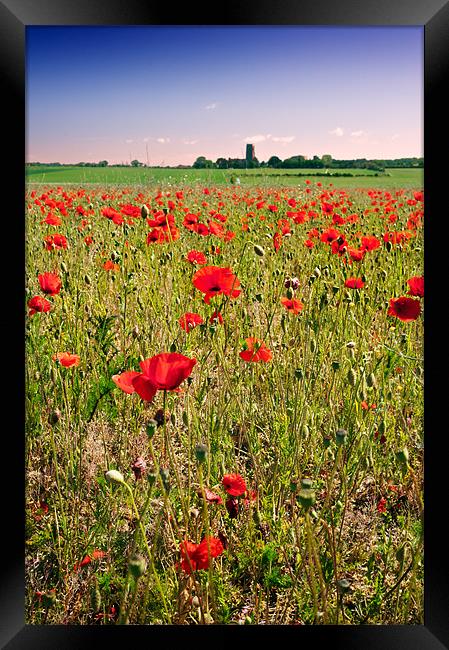 Poppy field in Norfolk Framed Print by Stephen Mole