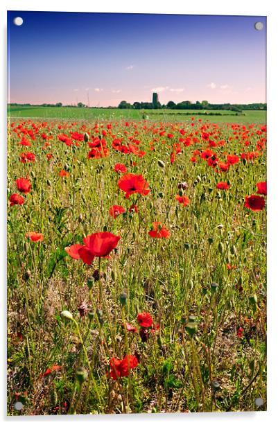 Poppy field in Norfolk Acrylic by Stephen Mole