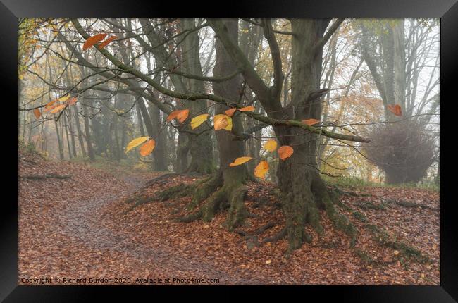 Autumn Leaves Framed Print by Richard Burdon