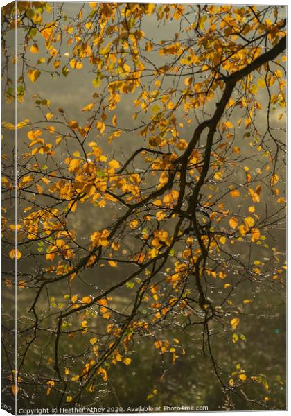 Autumn Branch Canvas Print by Heather Athey