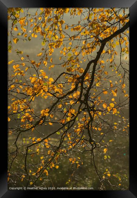 Autumn Branch Framed Print by Heather Athey