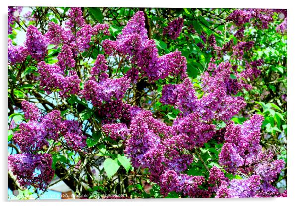 Lilac tree (Syringa vulgaris) in bloom. Acrylic by john hill