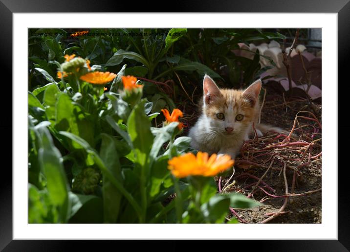 Animal cat Framed Mounted Print by Ali asghar Mazinanian