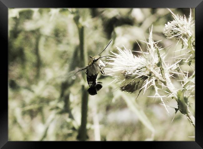 Hummingbird Moth Framed Print by Kamal Joshi