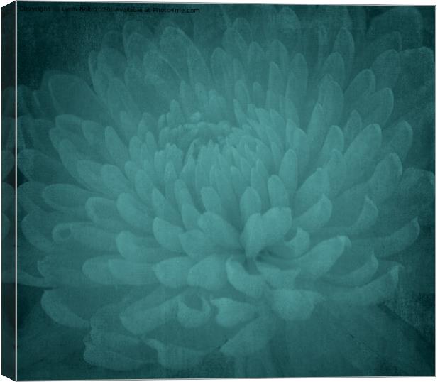 Chrysanthamum Canvas Print by Lynn Bolt