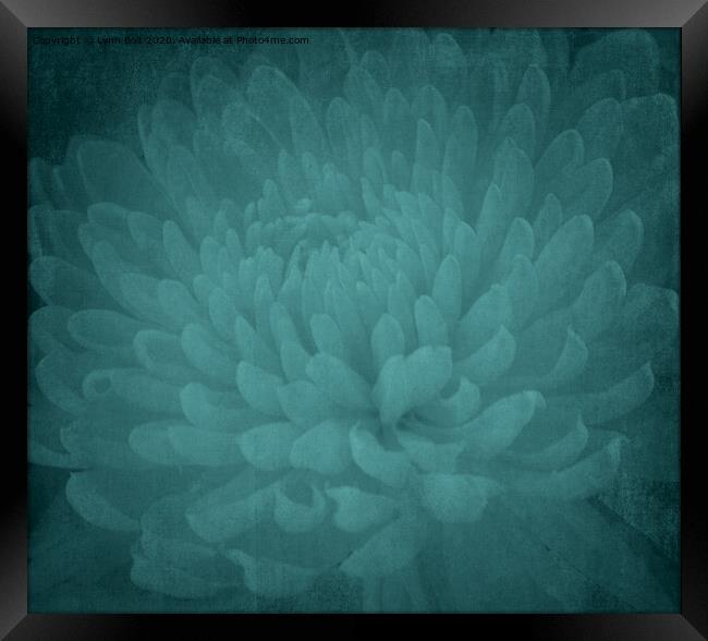 Chrysanthamum Framed Print by Lynn Bolt