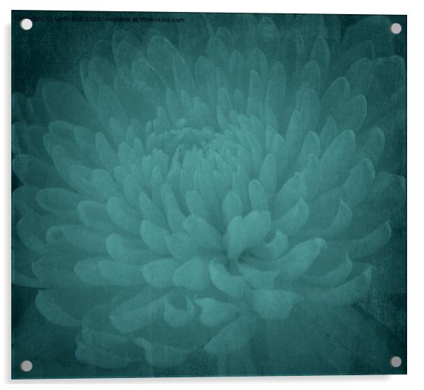 Chrysanthamum Acrylic by Lynn Bolt