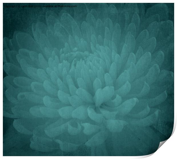 Chrysanthamum Print by Lynn Bolt
