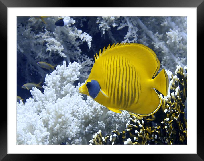 Butterfly Fish Over Fire Coral Framed Mounted Print by Serena Bowles