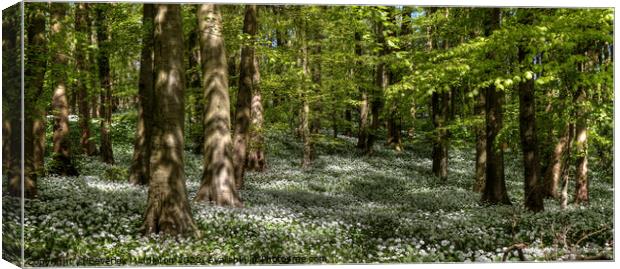 Wild garlic in the woods Canvas Print by Beverley Middleton