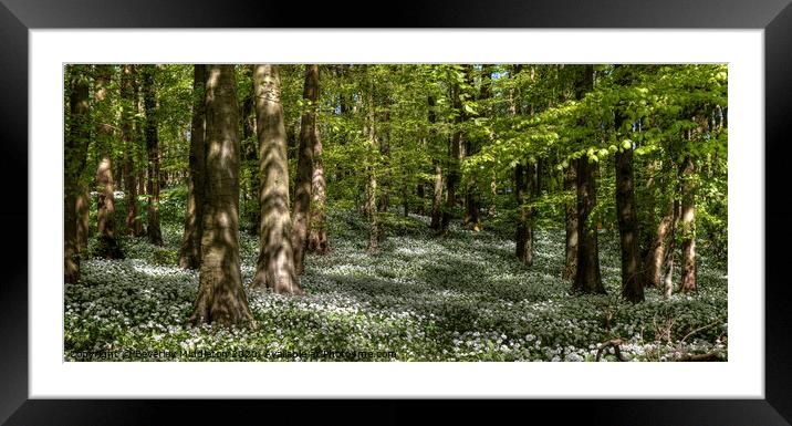 Wild garlic in the woods Framed Mounted Print by Beverley Middleton