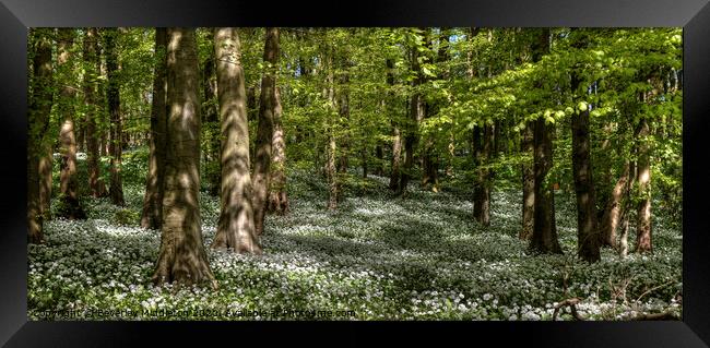 Wild garlic in the woods Framed Print by Beverley Middleton