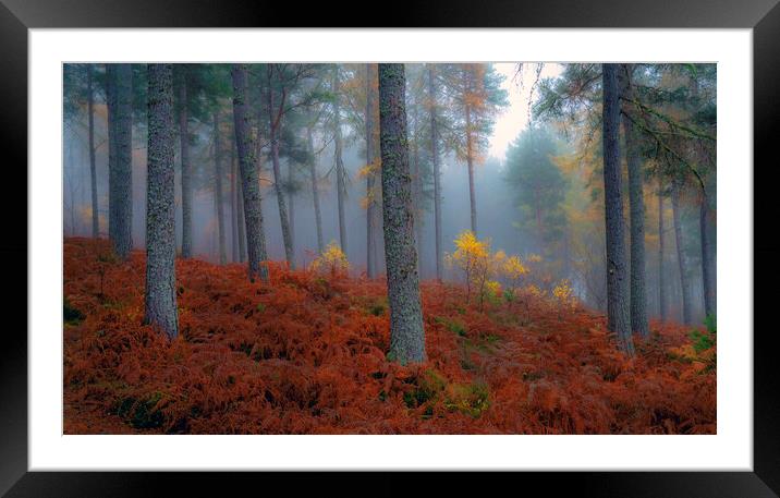 Balblair Forest Framed Mounted Print by Alan Simpson