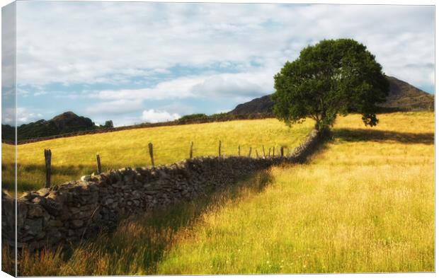 A view of summers past Canvas Print by Rory Trappe