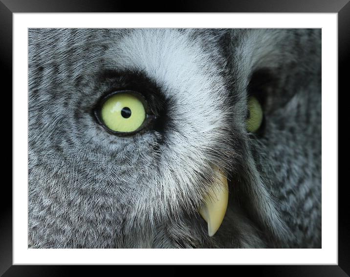Great Grey Owl Framed Mounted Print by Steve Adams