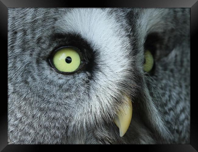 Great Grey Owl Framed Print by Steve Adams
