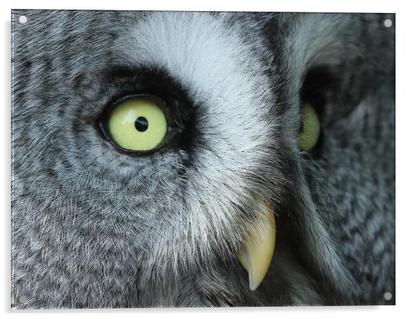 Great Grey Owl Acrylic by Steve Adams