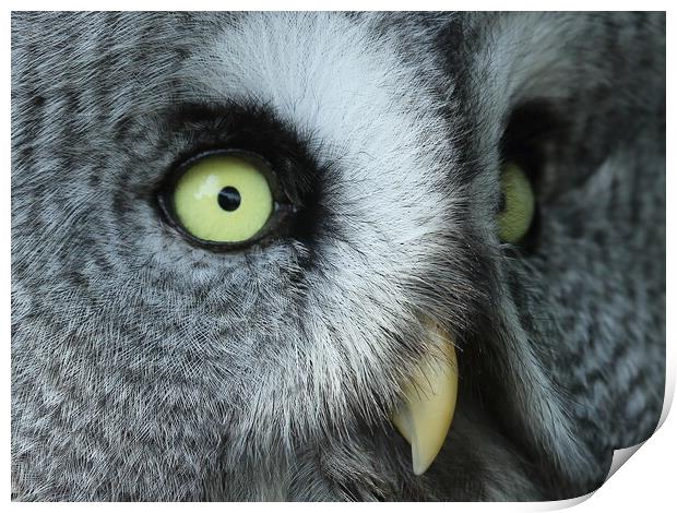 Great Grey Owl Print by Steve Adams