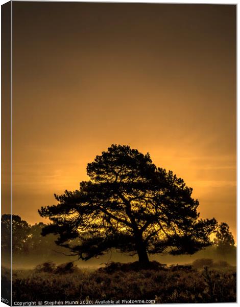 Tree at Bolderwood, New Forest National Park  Canvas Print by Stephen Munn