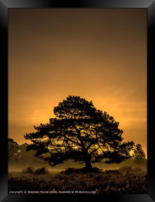 Tree at Bolderwood, New Forest National Park  Framed Print by Stephen Munn