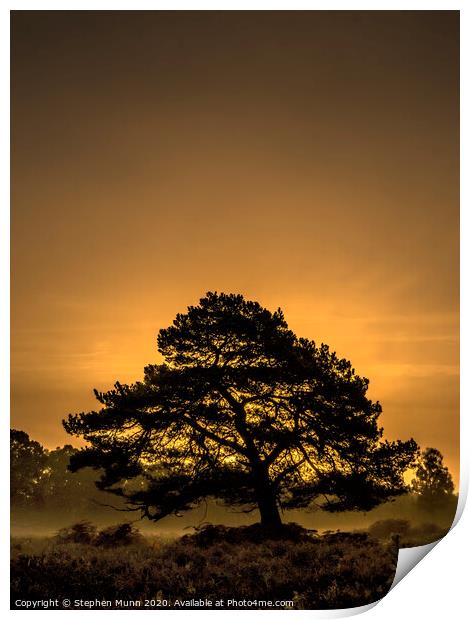 Tree at Bolderwood, New Forest National Park  Print by Stephen Munn