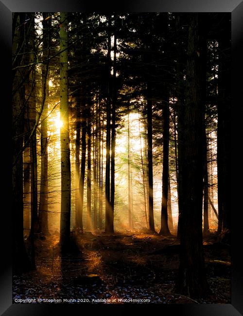 Dawn Light, New Forest National Park Framed Print by Stephen Munn