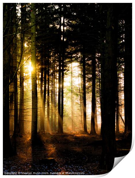 Dawn Light, New Forest National Park Print by Stephen Munn